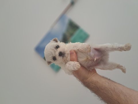 Minik orjinal malteselerimiz