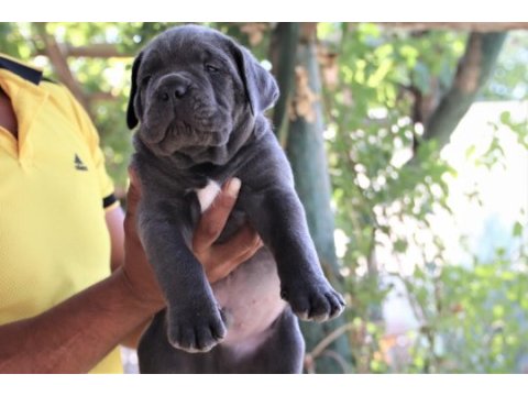 Fcı-kıf secereli cane corso yavrular