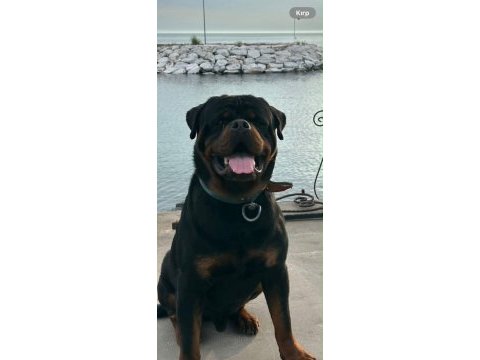 Anne baba şecereli rottweiler yavrular
