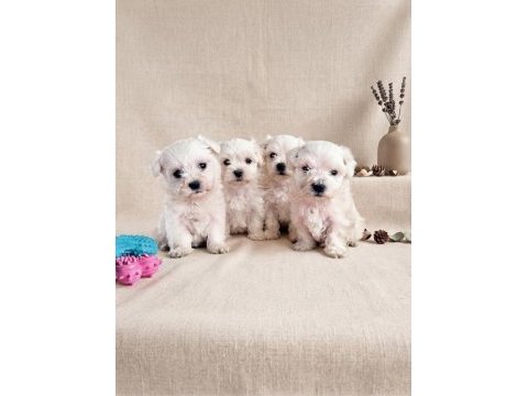 Mini boy maltese bebekler