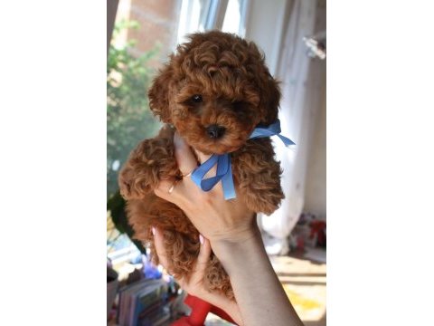 Red brown toy poodle yavrularım