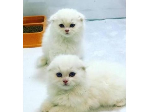 Irk ve sağlık garantili scottish fold yavrumuz