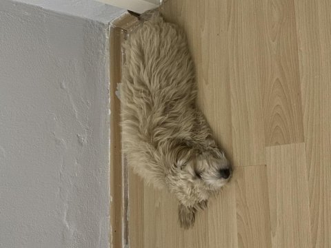 Maltipoo köpeği yakışıklı