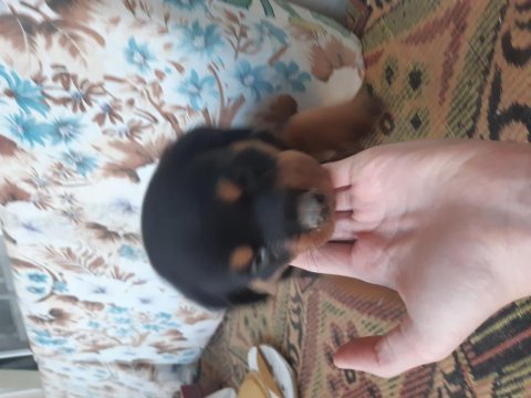 Yavru rottweiler