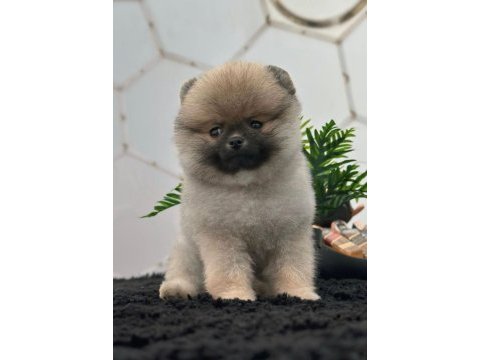 Dişi 3 aylık teacup boy teddy bear garantili pomeranian