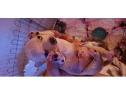 Orijinal elma kafa chihuahua yavruları erkek