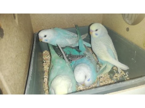 Yavru muhabbet kuşları