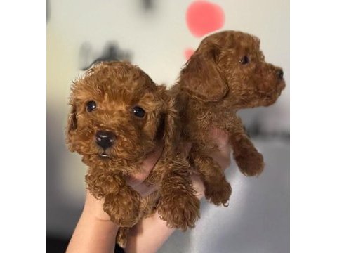Toy poodle bebekler