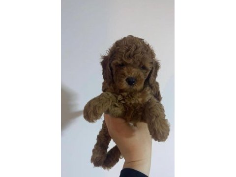 Toy poodle yavruları