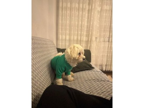 4 yaşında erkek eğitimli köpeğimiz
