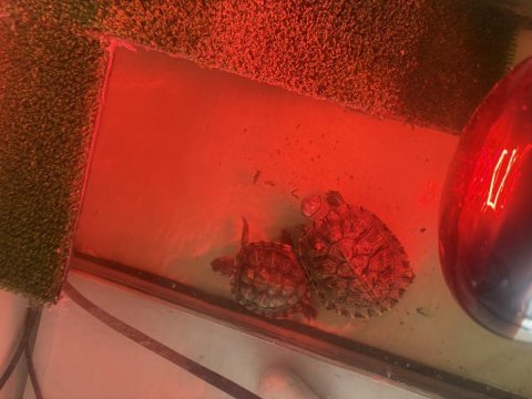 Erkek ve dişi su kaplumbağaları