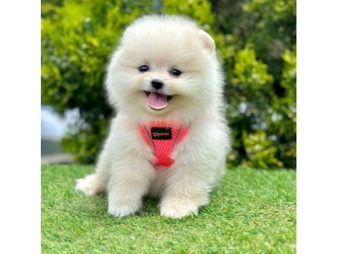Sevimli pomeranian boo yavrularımız