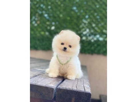 Ayıcık yüzlü pomeranian boo
