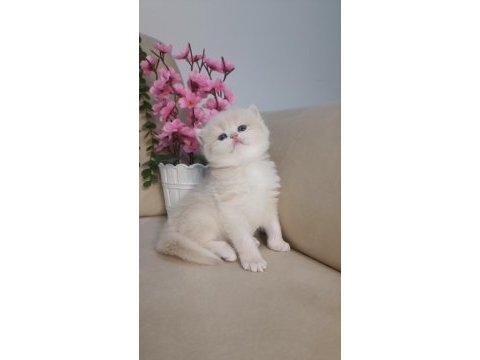 Safkan british çikolata golden