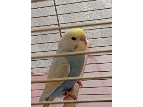 Üst vasıf yavru erkek muhabbet kuşu