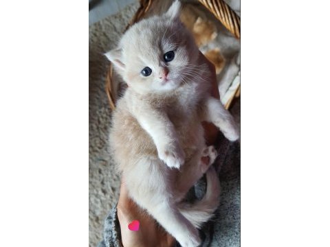 San kan golden british shorthair şecereli yavrular