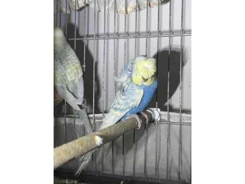 Dünyanın en nadir rainbow türü muhabbet kuşu