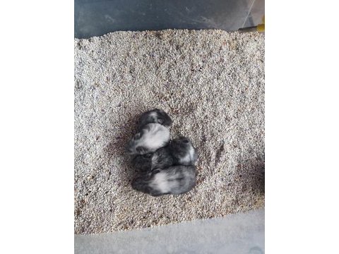 Gonzales hamster yavruları