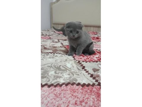 Sahibinden scottish fold 55 günlük