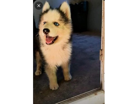Sibirya kurdu husky yavrularımız