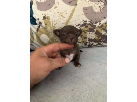 Anatomi renk ve harikası teacup şivava çikolata dişi