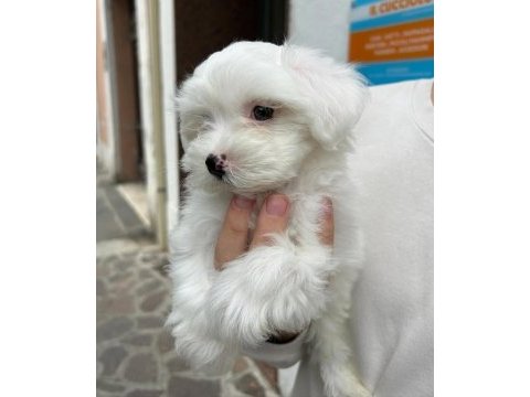 Maltese köpeği yavruları