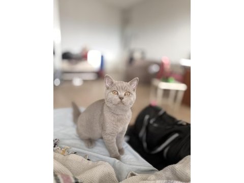8 aylık british shorthair