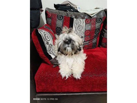 6 aylık dişi shih tzu
