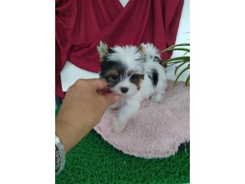 Biweryork terrier