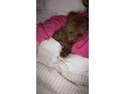 6 aylık top poodle