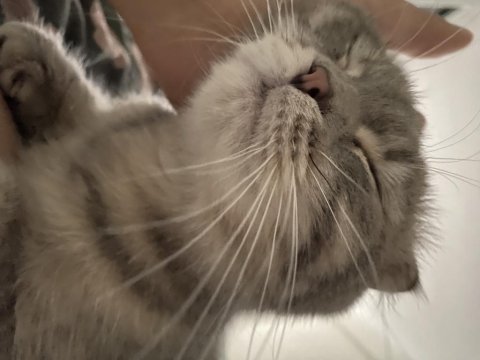 Scottish fold