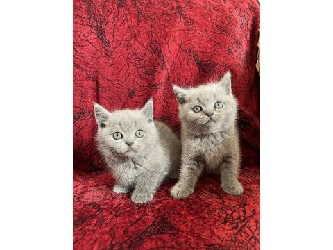 Yeni yuvalarına gitmeye hazır british shorthair bebekler