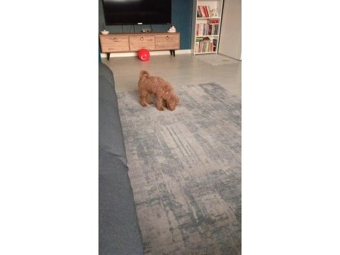 Toy poodle köpeği
