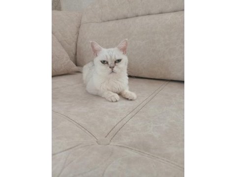 British shorthair
