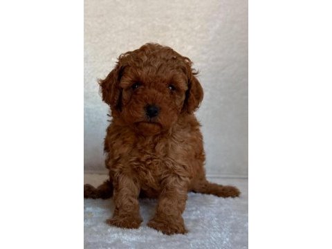 Toy poodle yavruları