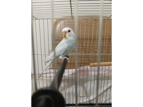 2 aylık muhabbet kuşu
