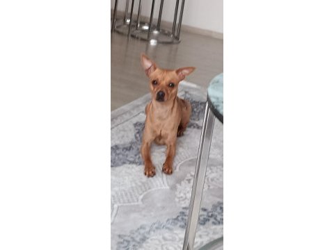 Minyatür pinscher