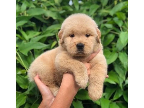Golden retriever cinsi puppies