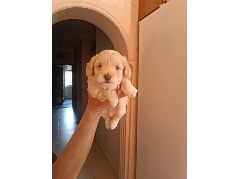Erkek maltipoo