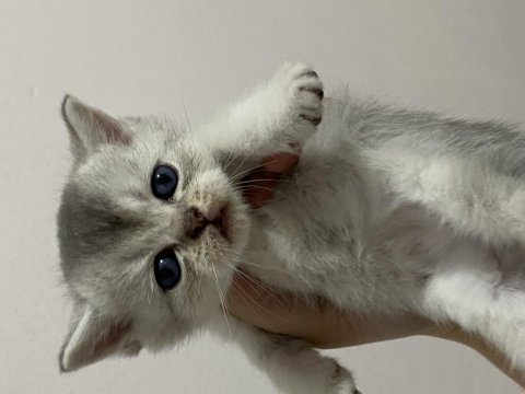 Scottish fold & scottish straight bebekler