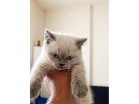 3 tane dişi yavru kedimiz yeni yuvasını aramaktadır