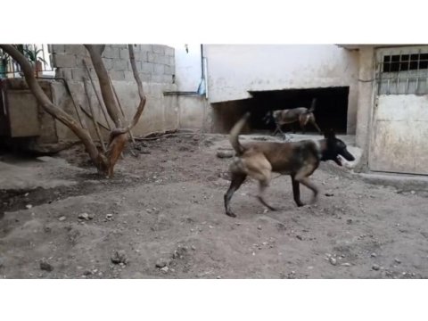 Belçika malinois yavrularımız sahiplendirilecek