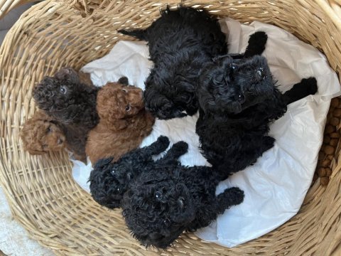 Kore kan siyah toy poodle bebekler