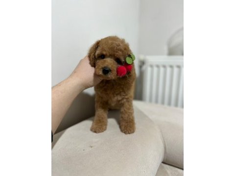 Yüksek kalite maltipoo dişi yavru