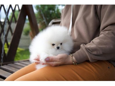 Teacup korean pomeranian yavrumuz