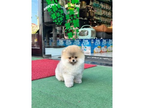 Erkek pomeranian 4 aylık yavrumuz