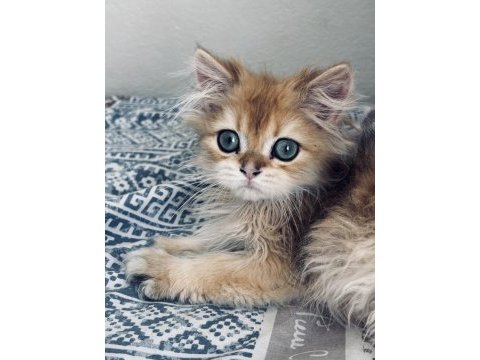 Erkek golden safkan 2.5 aylık kedimiz