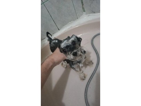 Morkie 2 yaşındaki kızımıza eş arıyorum