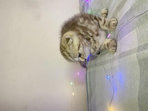 Güzel scottish fold yavrum