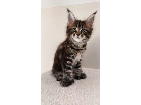 Full şecereli maine coon ünvanlı ebeveynlerden